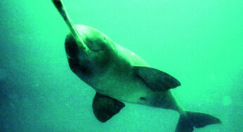 Gangetic Dolphin edges closer to a tricolour send-off
