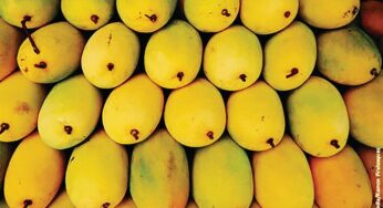 Mangoes in demand, but rains cut supply