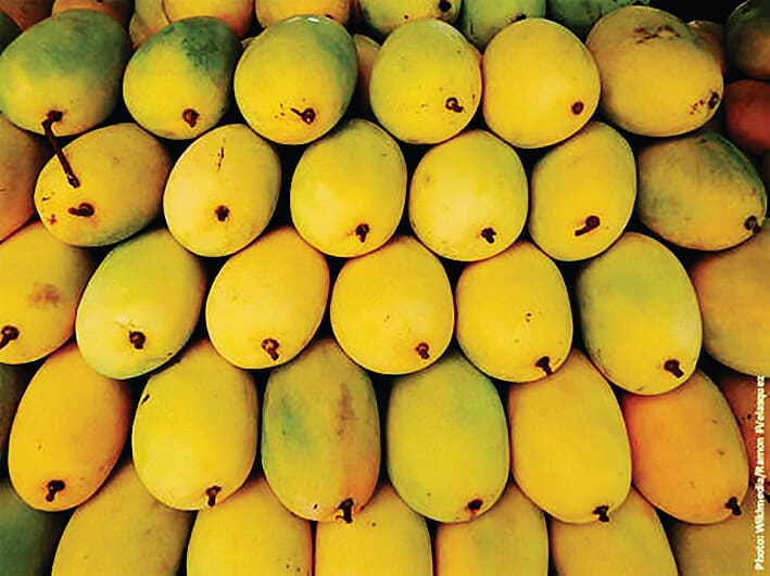 Mangoes in demand, but rains cut supply