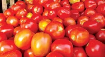 71,500 kg of tomatoes sold at subsidised rate in Delhi in 2-day mega sale