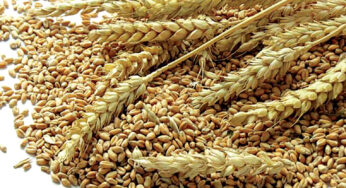 Wheat is not always a power grain