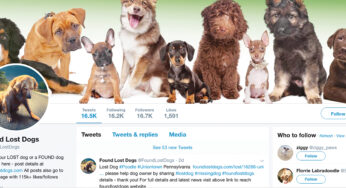 Where lost dogs can be found