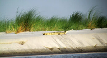 Gharials thrive in flooded Bihar