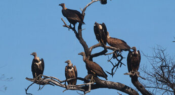 Take measures to save vultures: Delhi HC tells Centre