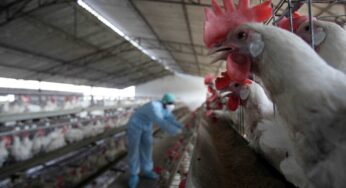 Bird flu in Delhi: North Corp bans sale, storage of poultry or processed chicken