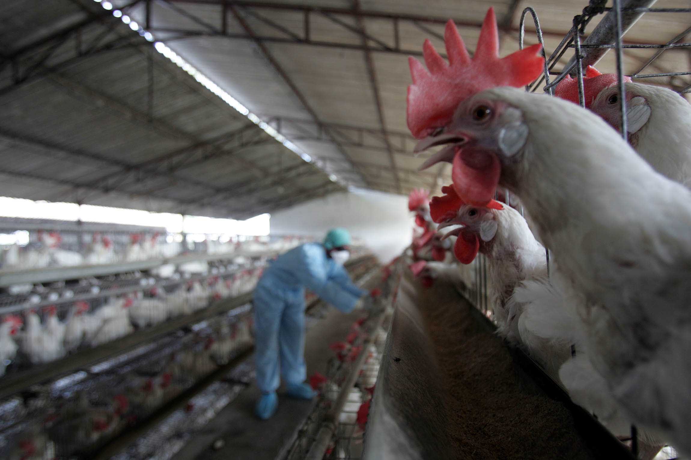 No case of bird flu in Delhi yet; officials to keep close watch on poultry birds: Dy CM