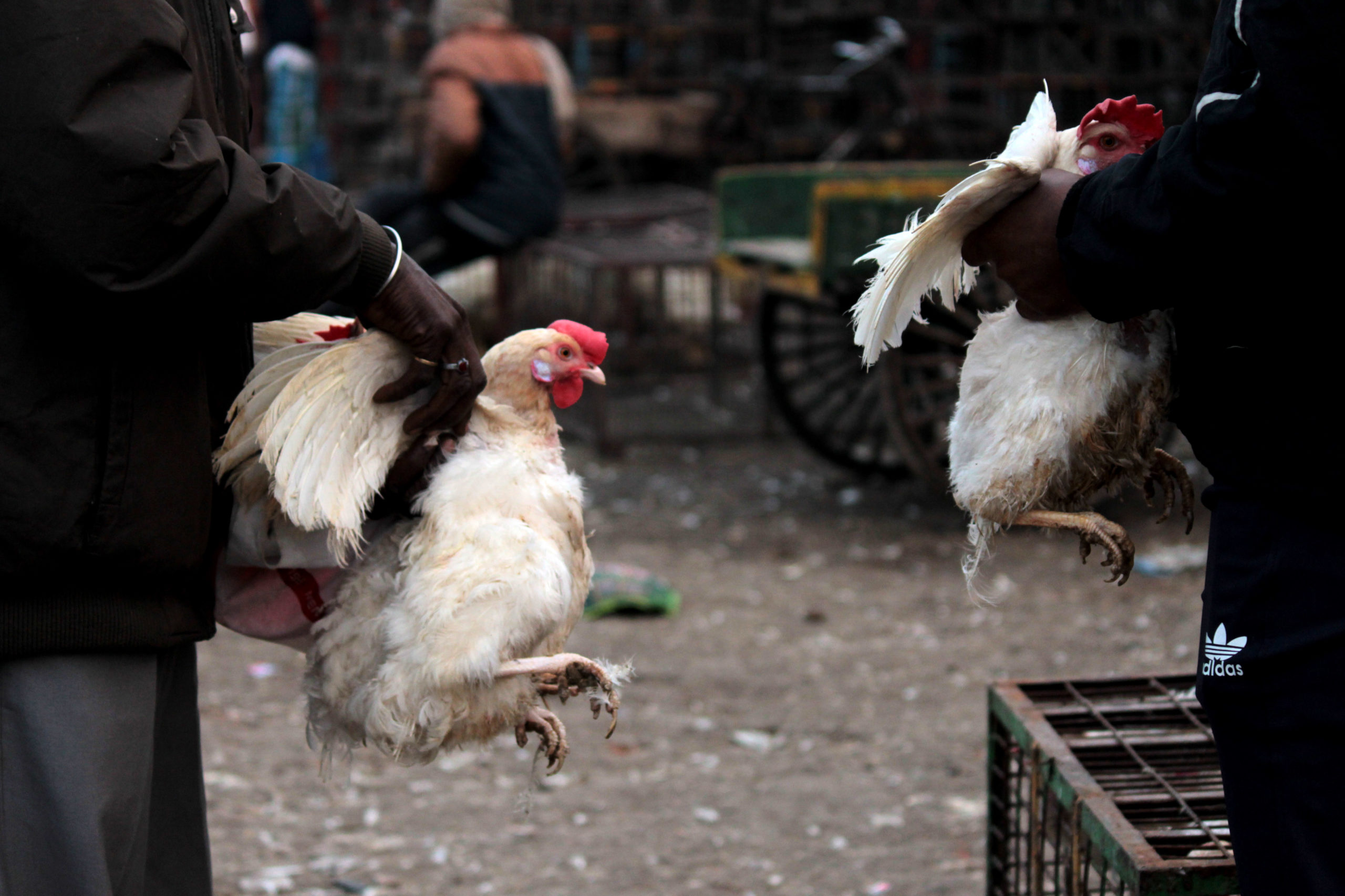 Bird flu: Delhi govt bans sale of processed, packaged chicken brought from outside city