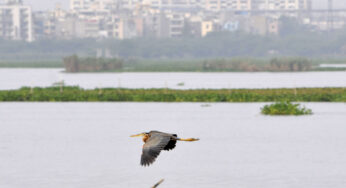 A city of birds: Delhi’s feathered friends find home in dilapidated wetlands   