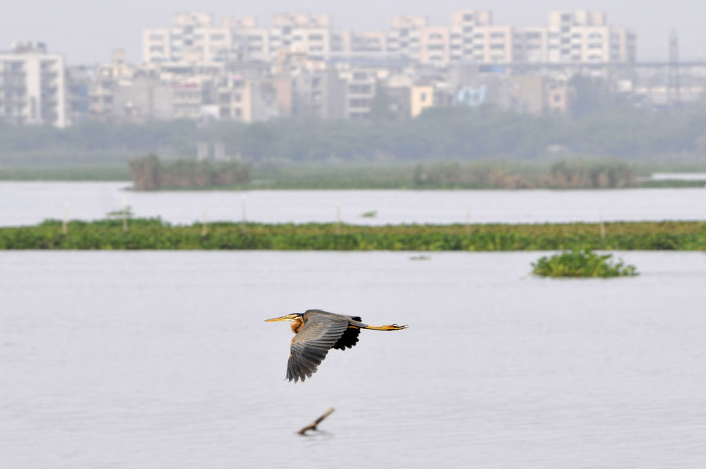 A city of birds: Delhi’s feathered friends find home in dilapidated wetlands   