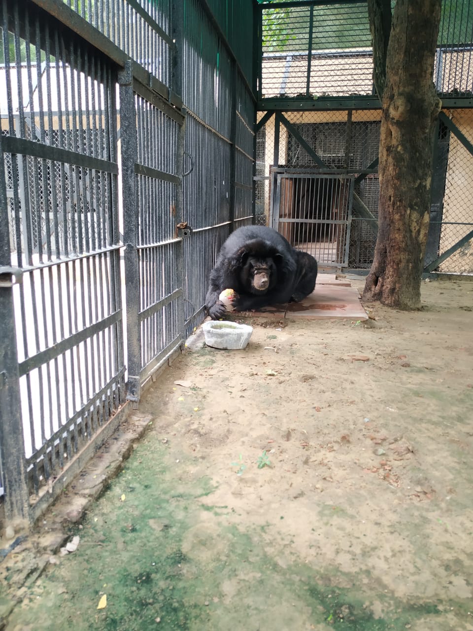 Delhi zoo lets bear out in the open, after ages - The Patriot