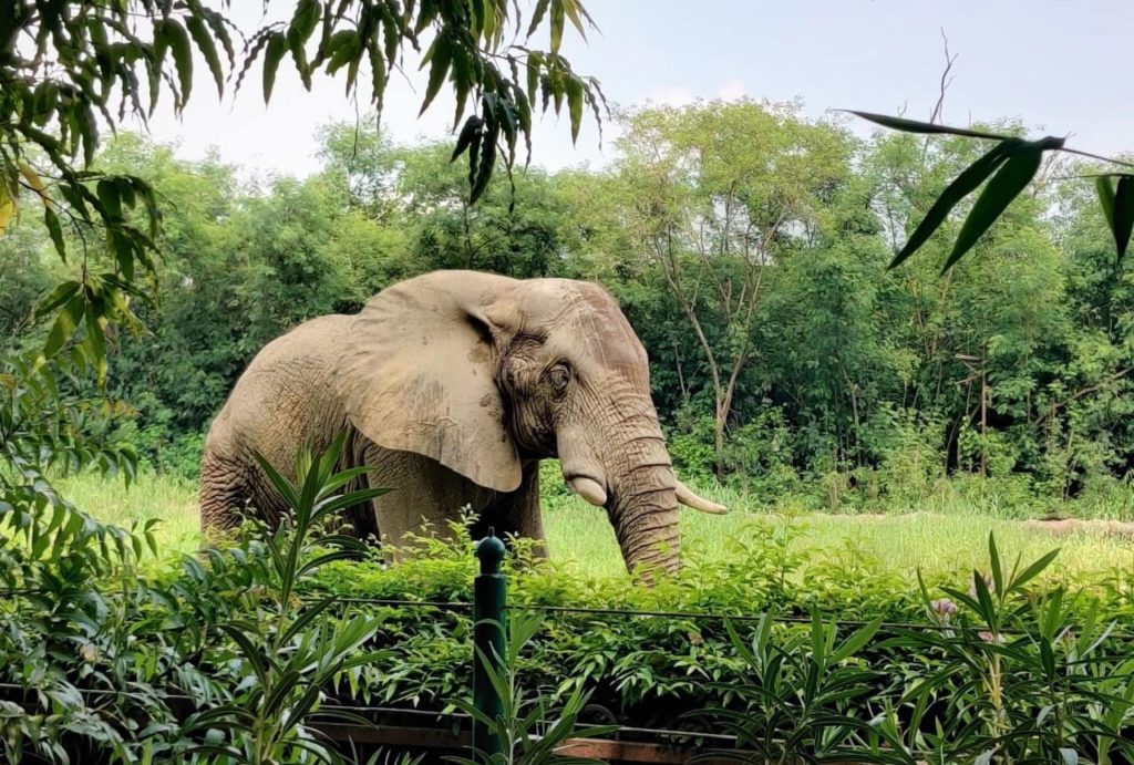 Shankar, Delhi zoo’s lone African elephant alone