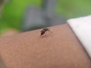 Delhi dengue cases rise death