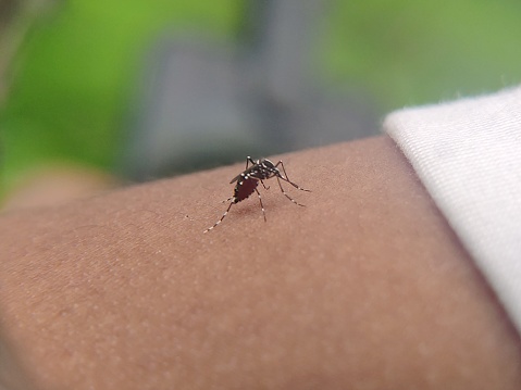 Dengue cases break 6 year record; highest since 2015