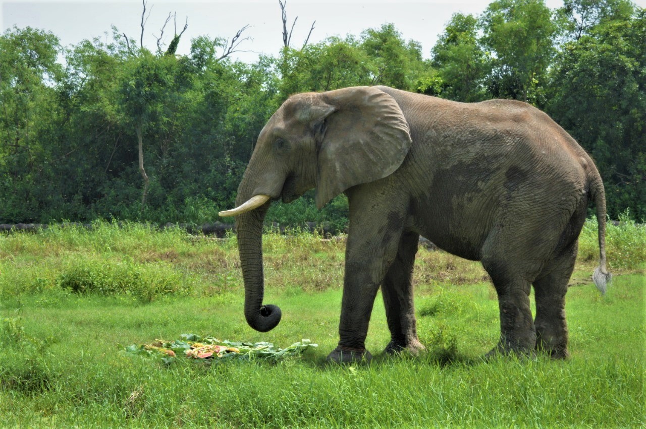 Global body suspends Delhi zoo membership amid concern over African elephant’s welfare