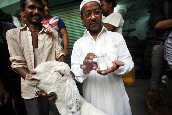 Goat's milk delhi prices, dengue cure