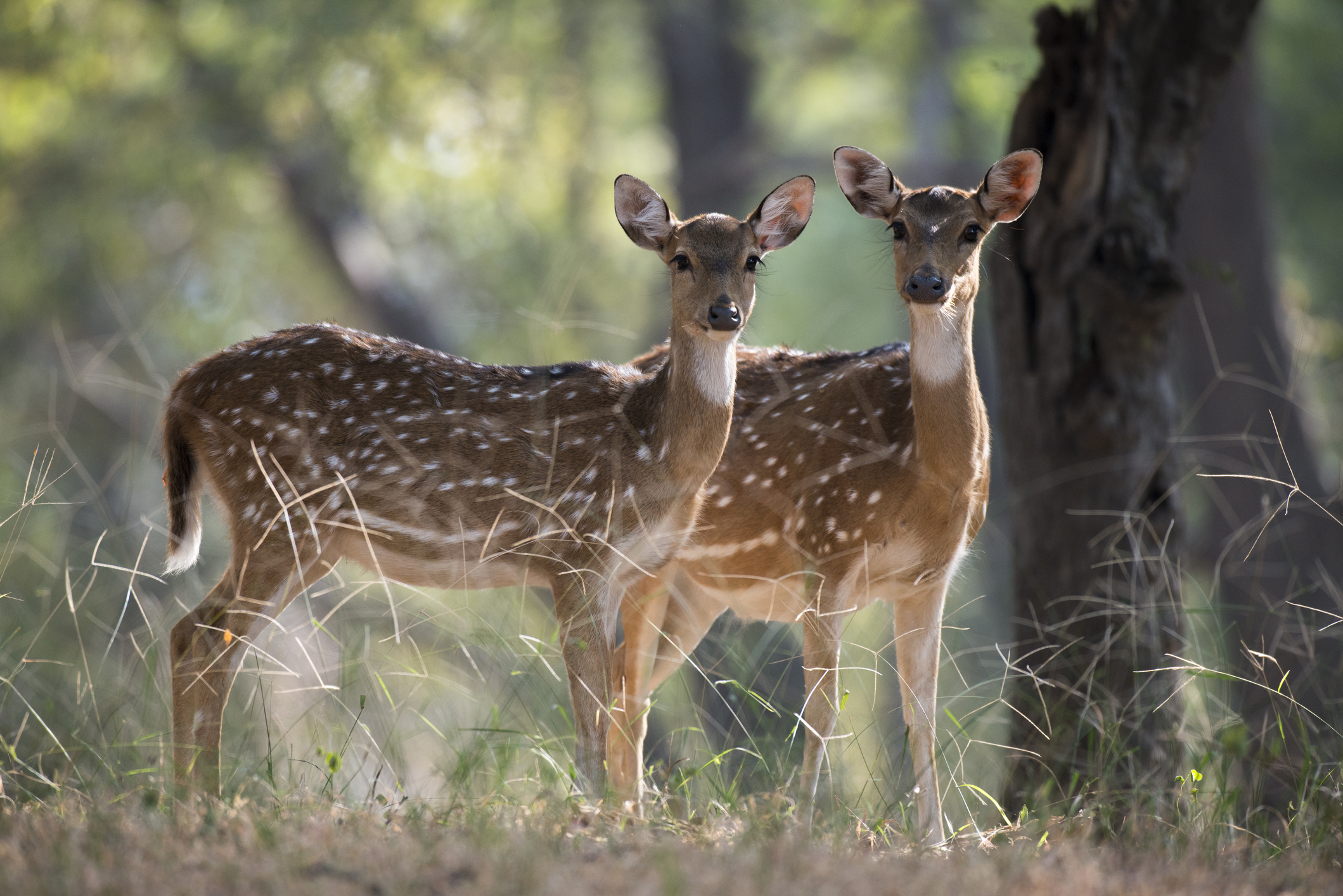 Delhi High Court orders status quo on translocation of deer from Deer Park