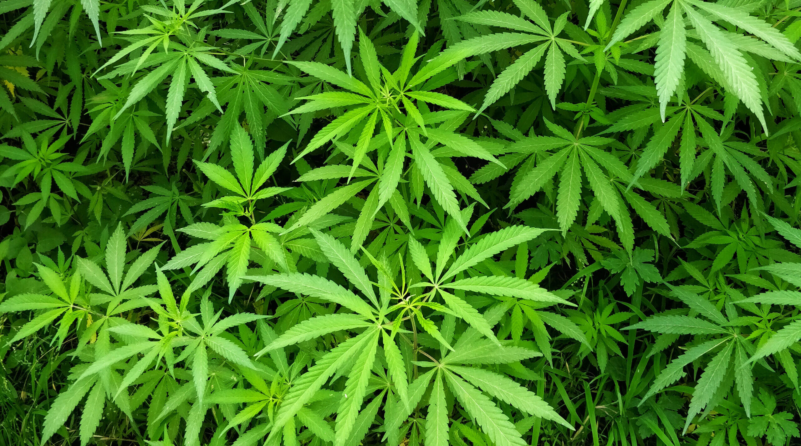 Time to legitimise cannabis?