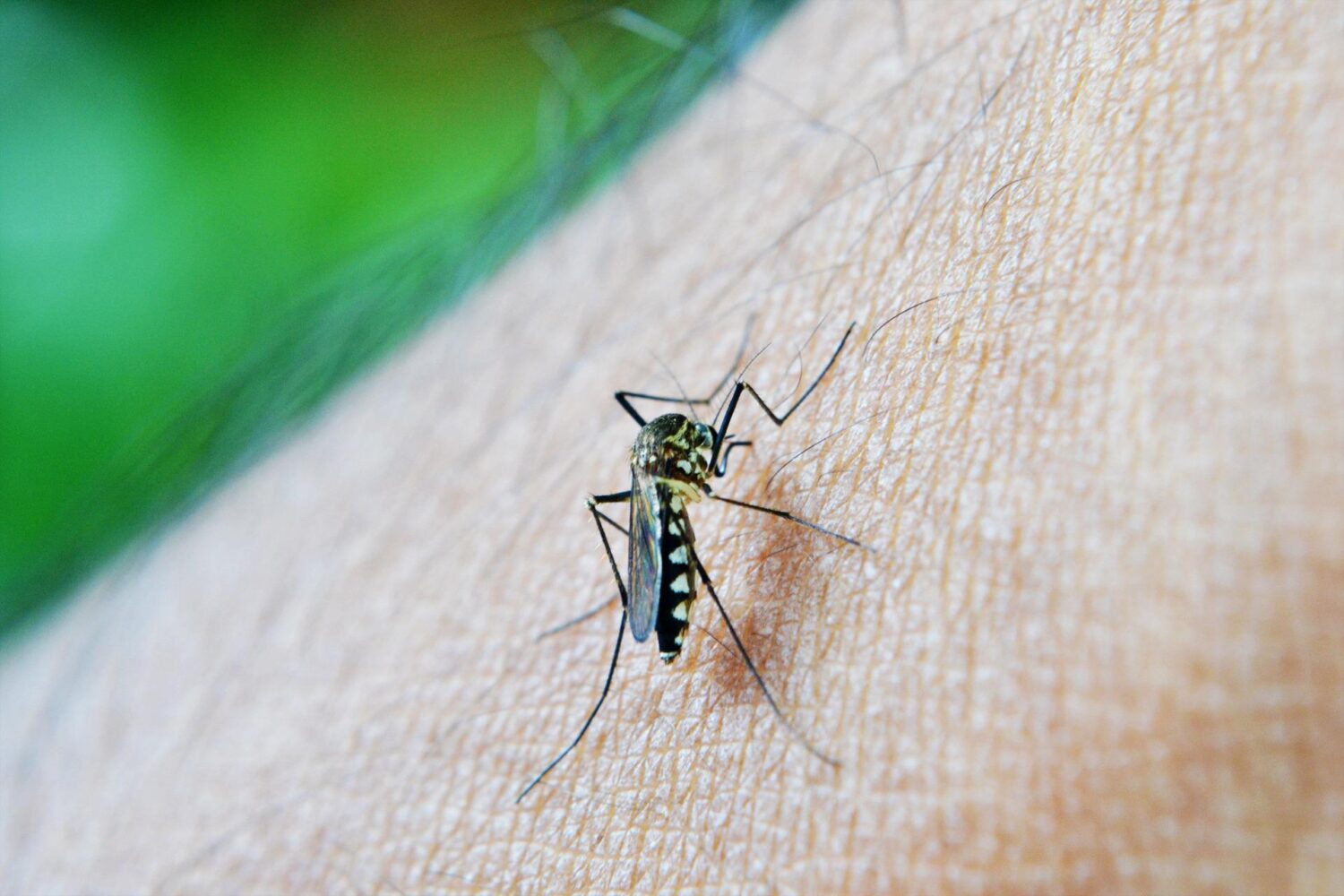 23 dengue cases reported in June in Delhi, 134 so far this year