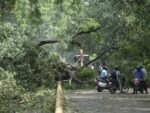 Delhi govt constitutes committee to investigate tree felling in Ridge area