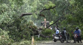 Task force to be set up to examine health of trees: NDMC vice chairman