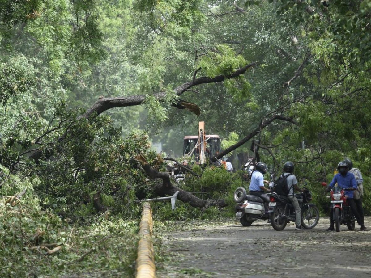 Task force to be set up to examine health of trees: NDMC vice chairman
