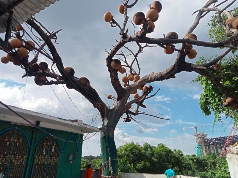 HIGH BELIEFS: Clay pots placed on the tree near the grave of Hazrat Sheikh Abu Bakar, popularly known as Matka Peer