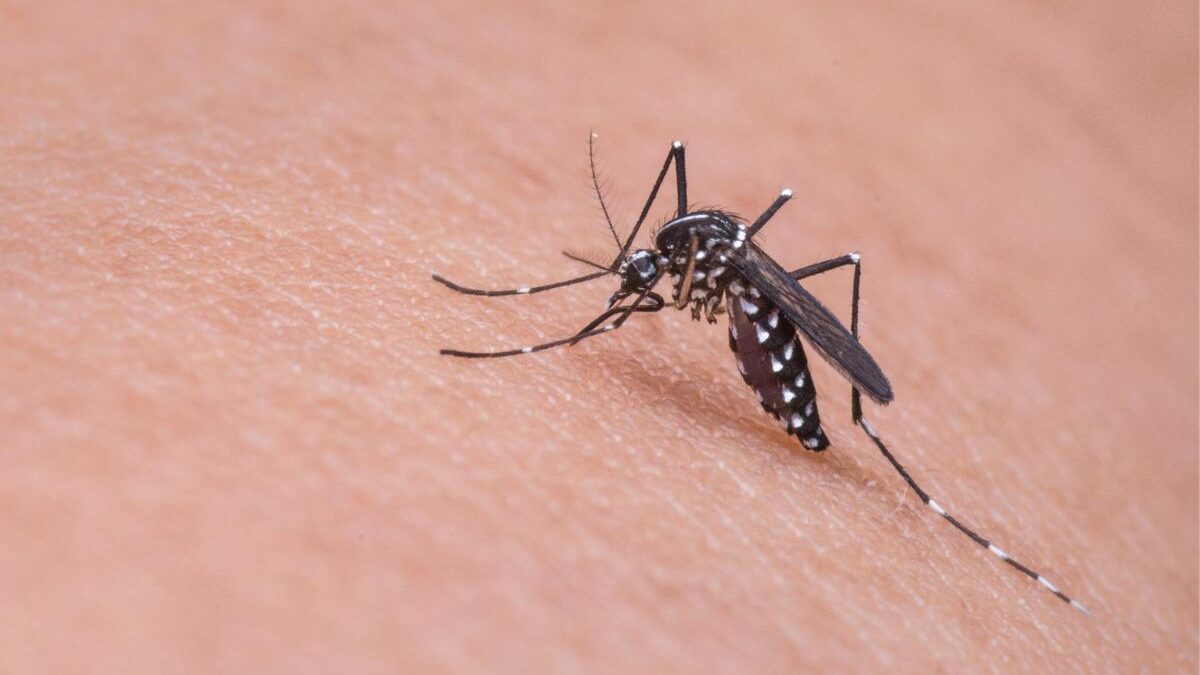 mosquito bite, dengue