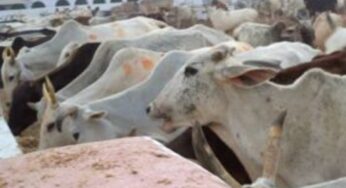 Lumpy virus reaches Delhi, 173 cases of found among cattle, no deaths