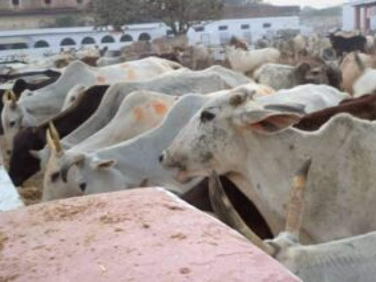 Lumpy virus reaches Delhi, 173 cases of found among cattle, no deaths