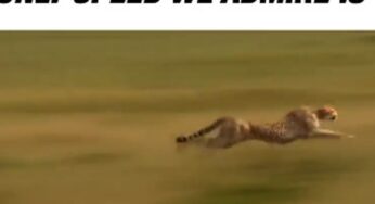 The only speed Delhi traffic police love is that of Cheetah’s!