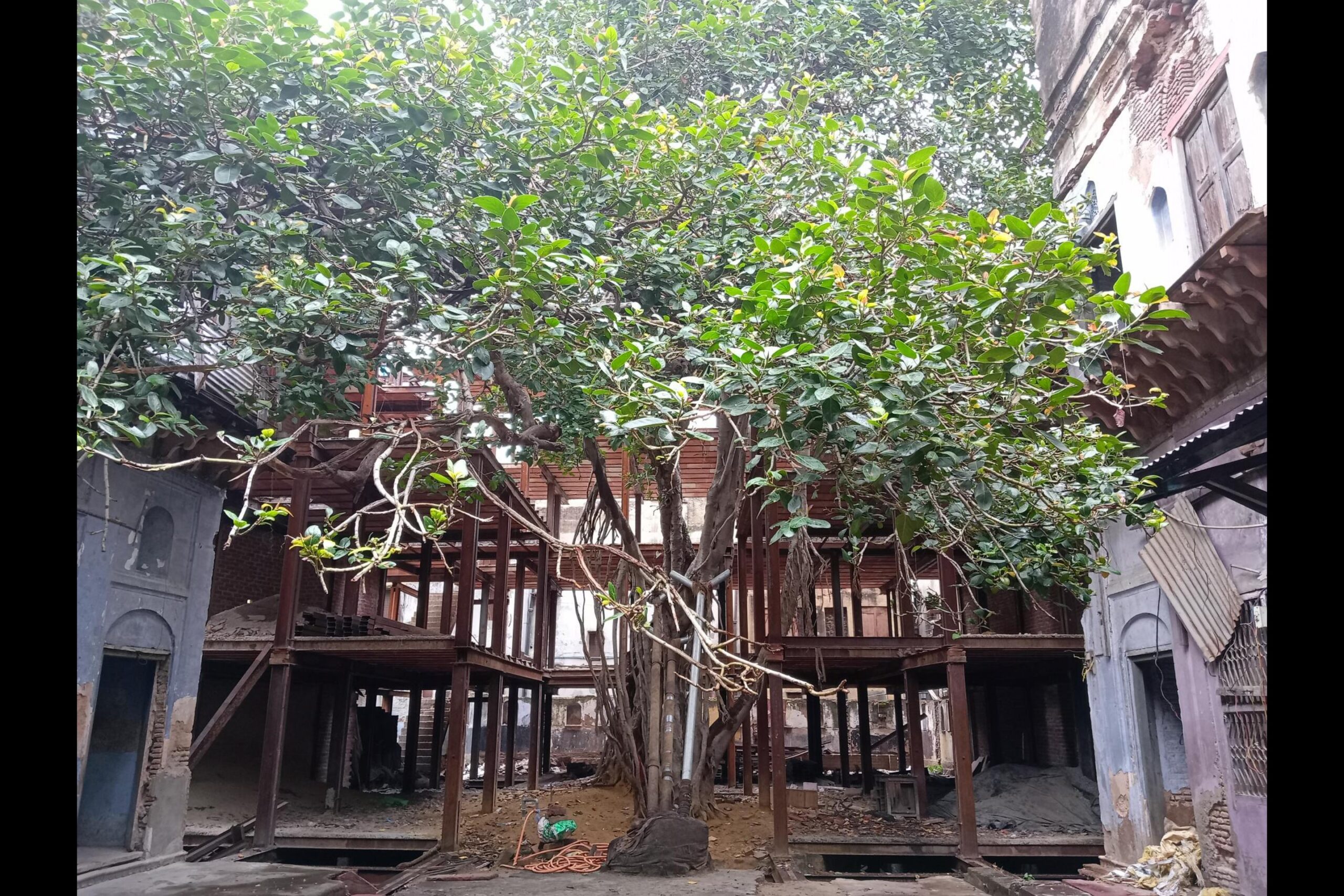 Withering heights: A 300-year-old banyan tree faces the axe