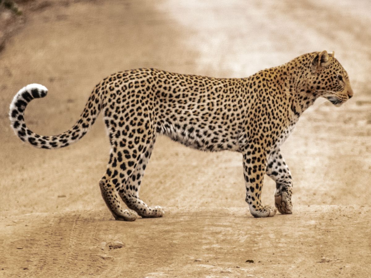 Cheetahs reintroduced in India became extinct 70 years ago