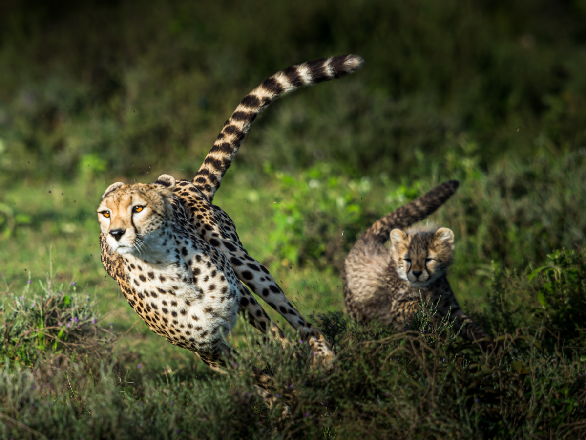The 8 South African Cheetahs India is set to welcome on 17 Sept