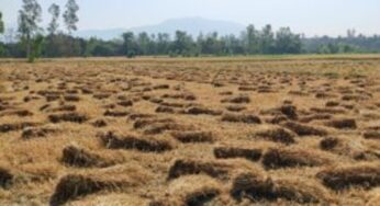 To deter stubble burning, Delhi govt launches drive to spray bio-decomposer in paddy fields