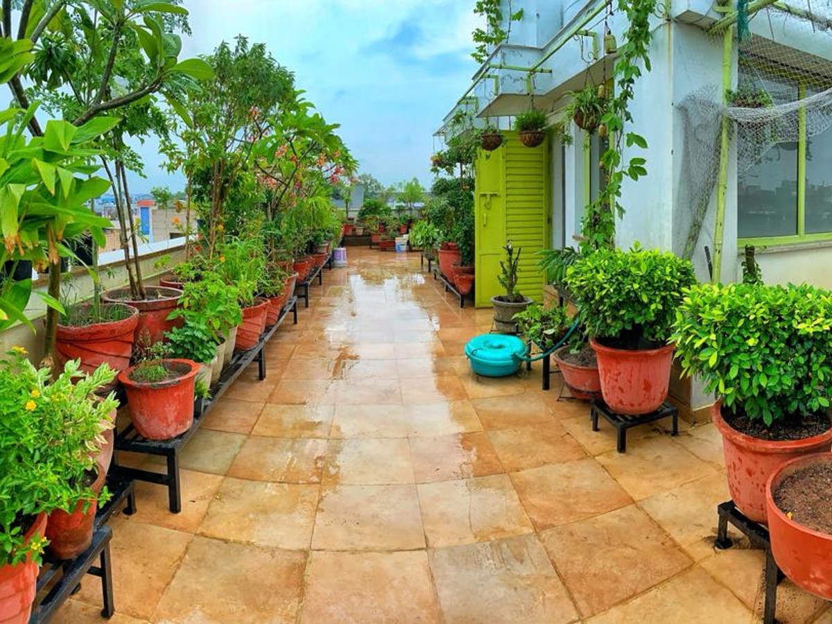 Urban farming: Terrace to table