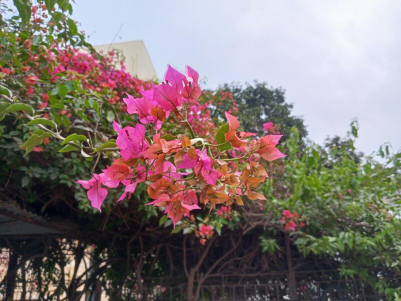 Spring in Delhi a floral delight - The Patriot