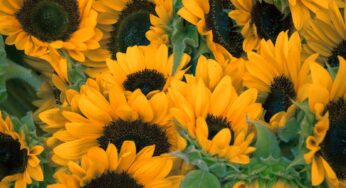 Two-day flower festival to be attended by G20 nations