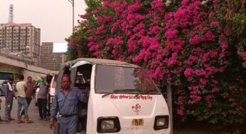 Bougainvillea paints Delhi pink