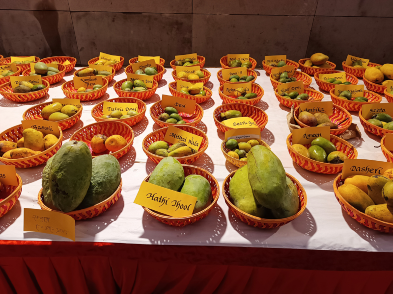 Delhi: Annual Mango Festival begins today
