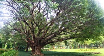 For ailing green cover, NDMC now has ‘tree ambulance’