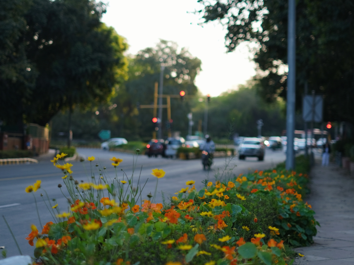 G20 Summit: Delhi to dazzle as 6.75 lakh pots of flowering plants, foliage will adorn roads