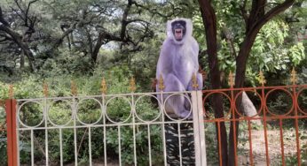 G20 Summit: Langur cut-outs, personnel with wands to deter monkeys