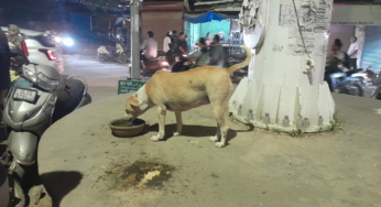 Two-year-old mauled to death as pack of stray dogs attack her, drag her several meters
