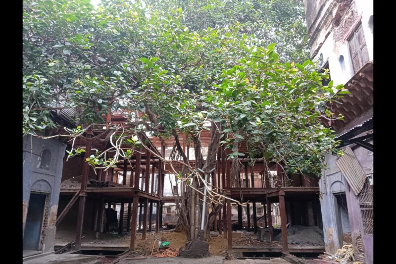 ‘Choked by concrete’: Delhi HC asks MCD, tree officer to preserve 300-year-old banyan tree