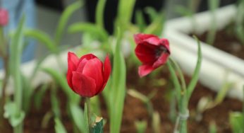 Tulip to soon bloom New Delhi’s cultivation gardens