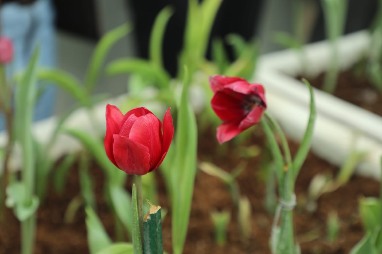 Tulip to soon bloom New Delhi’s cultivation gardens