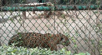 The National Zoological Park: A Haven for Wildlife Enthusiasts in the heart of the Capital