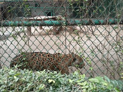 The National Zoological Park: A Haven for Wildlife Enthusiasts in the heart of the Capital