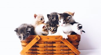 The purr-fect pet? Why city’s in grip of cat fever
