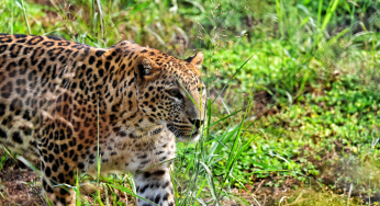 Five injured as leopard barges into house in Delhi’s Roop Nagar